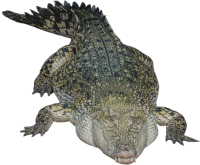 Alligator