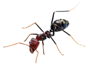 Ant