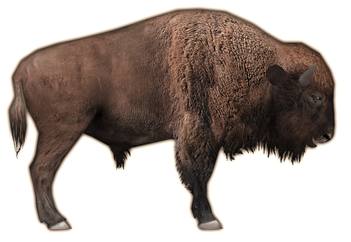 Bison