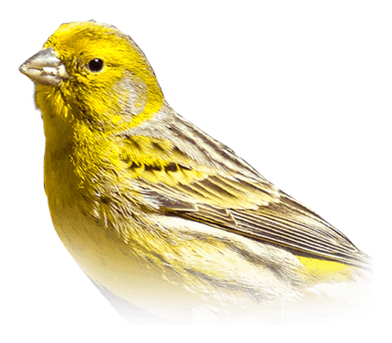 Canary