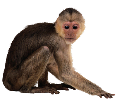 Capuchin