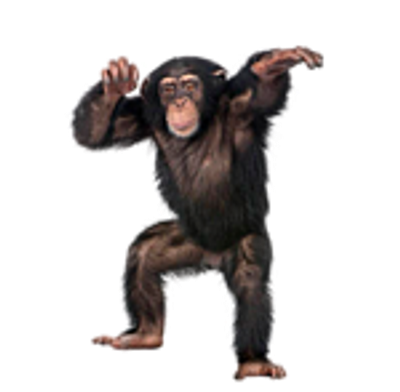 Chimpanzee