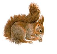 Chipmunk