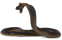 Cobra