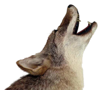 Coyote