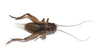 Cricket