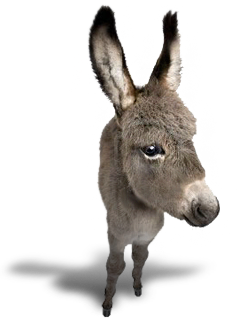 Donkey