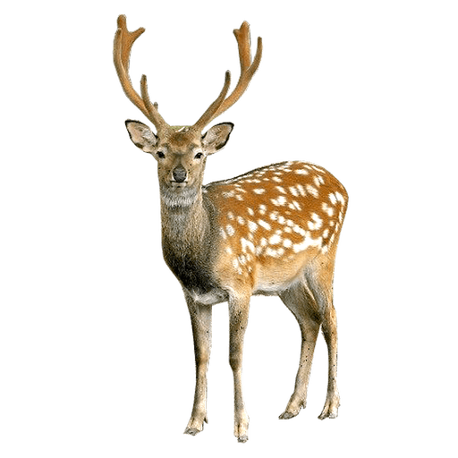 Elk