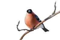 Finch