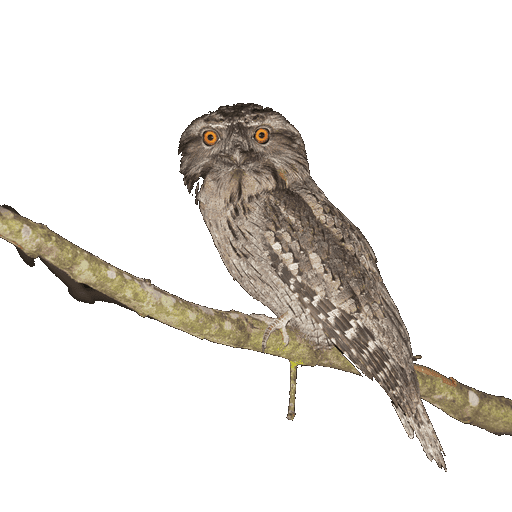 Frogmouth