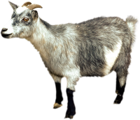 Goat