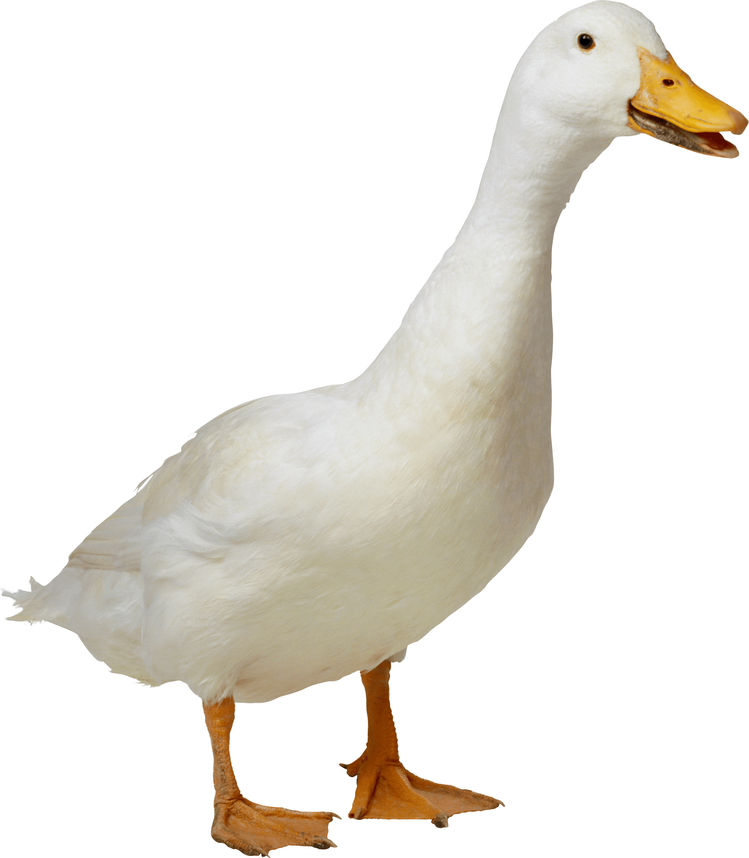 Goose