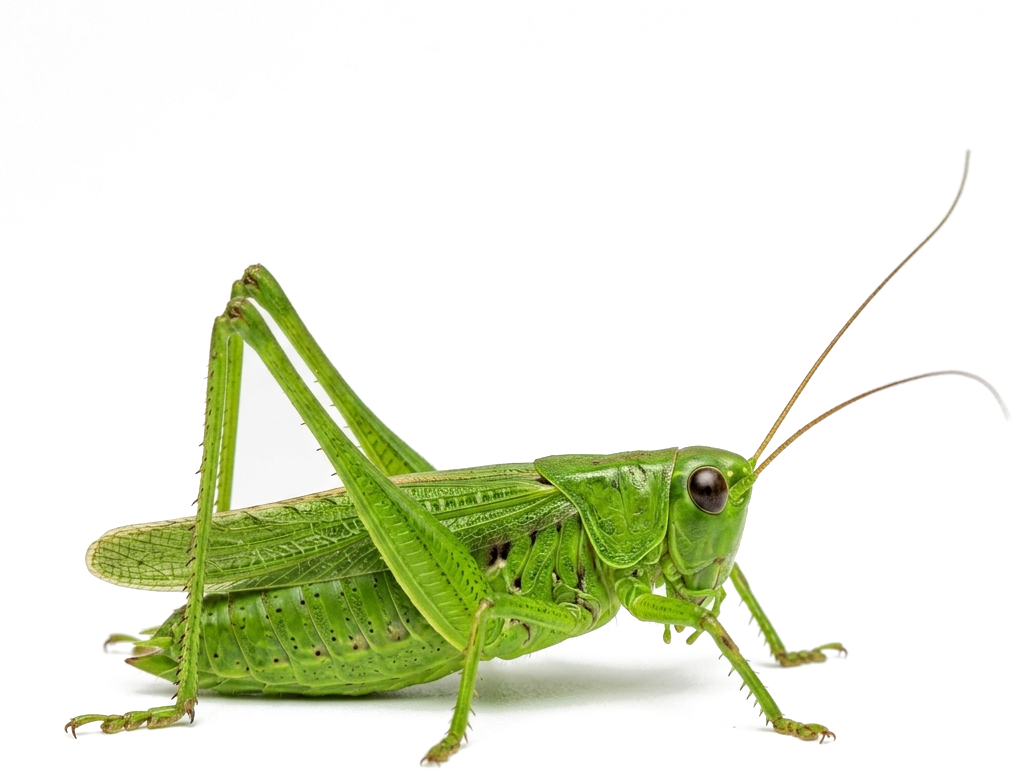 Grasshopper