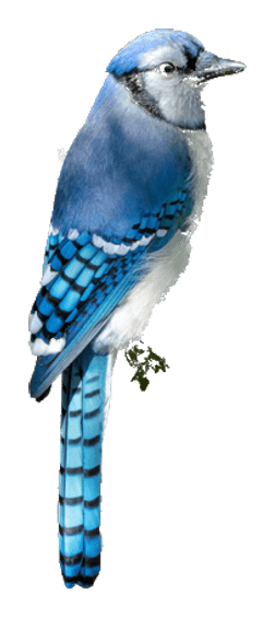 Jay