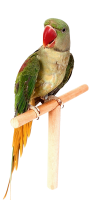 Lorikeet