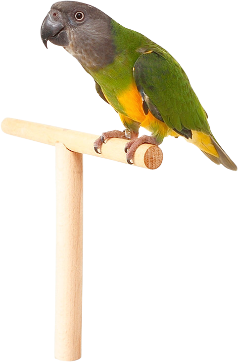 Macaw