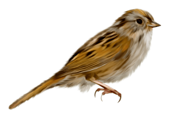 Mockingbird