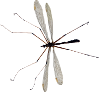 Mosquito