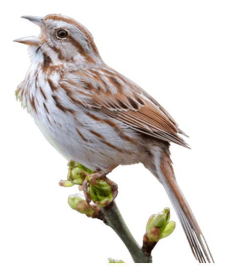 Nightingale