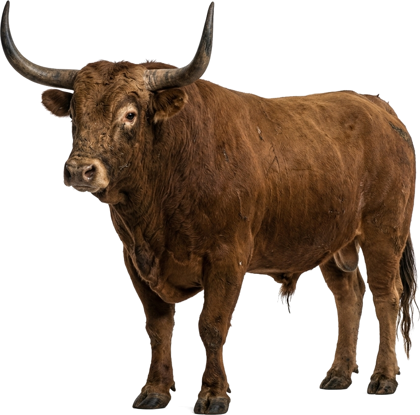 Ox