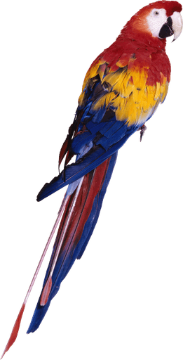 Parrot