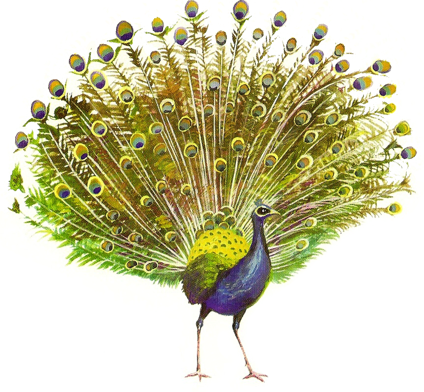 Peacock