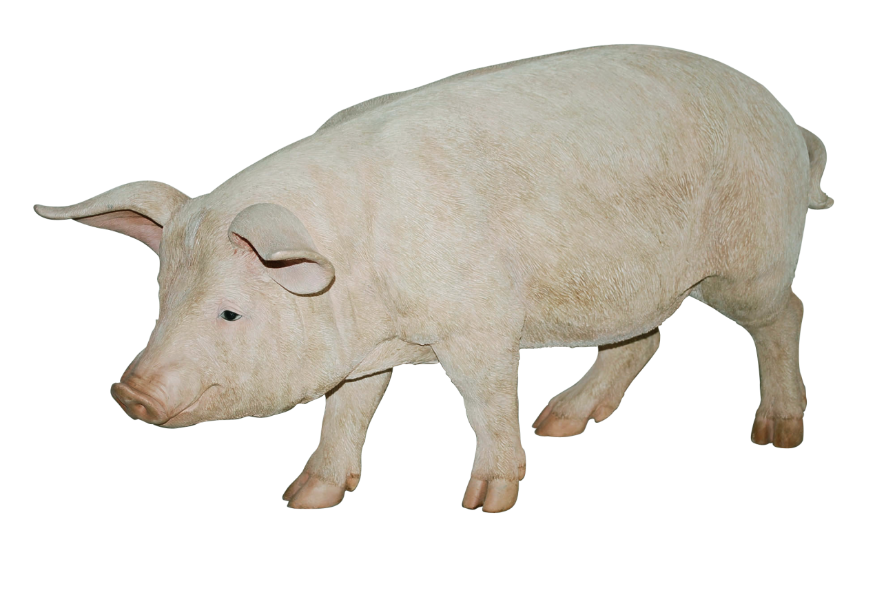 Pig