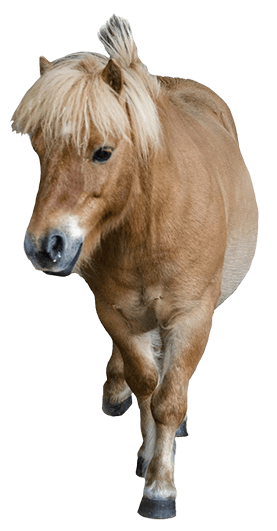 Pony