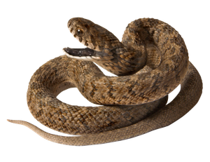 Rattlesnake