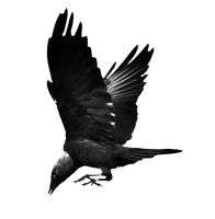 Raven