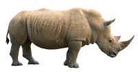 Rhino