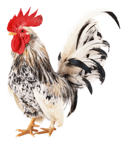 Rooster