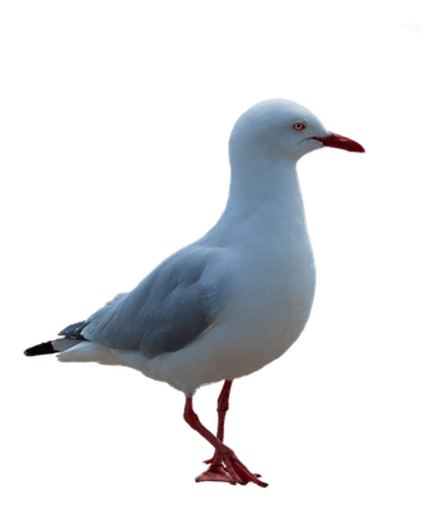 Seagull