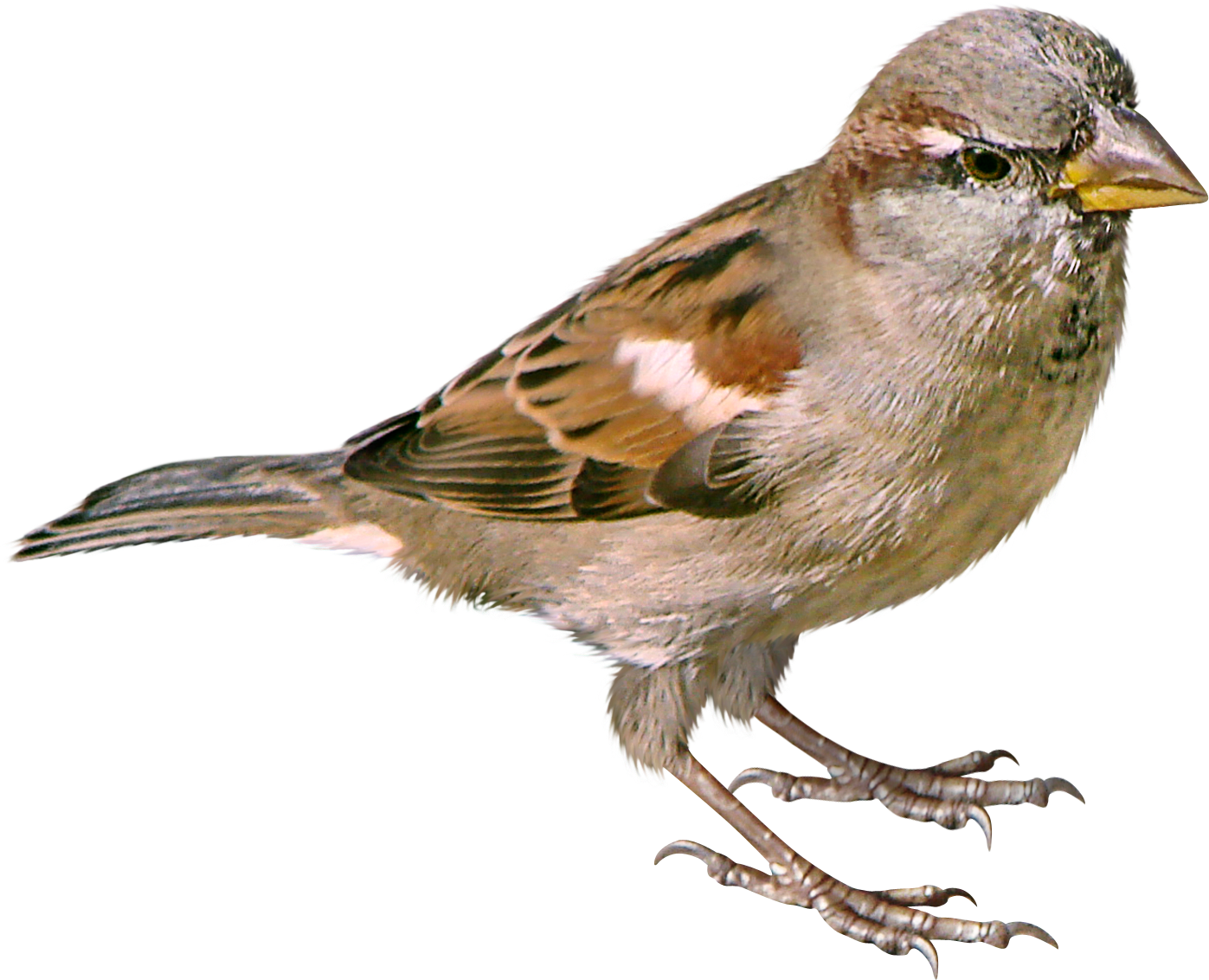 Sparrow