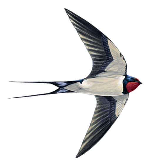 Swallow