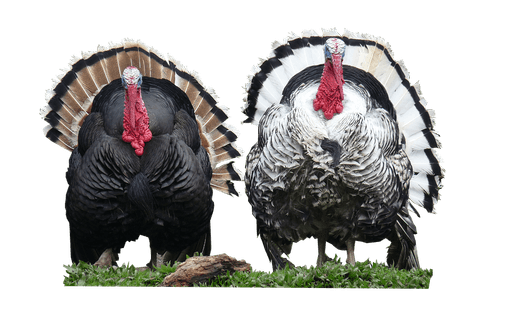 Turkey