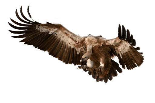 Vulture