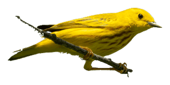 Warbler