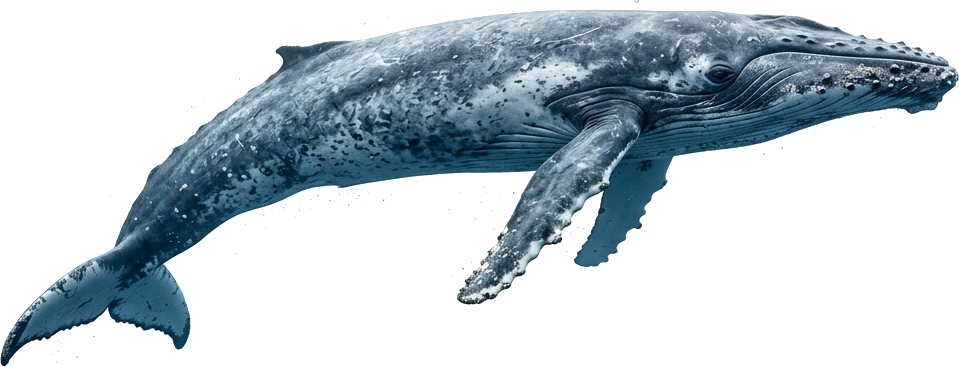 Whale