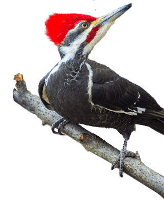 Woodpecker